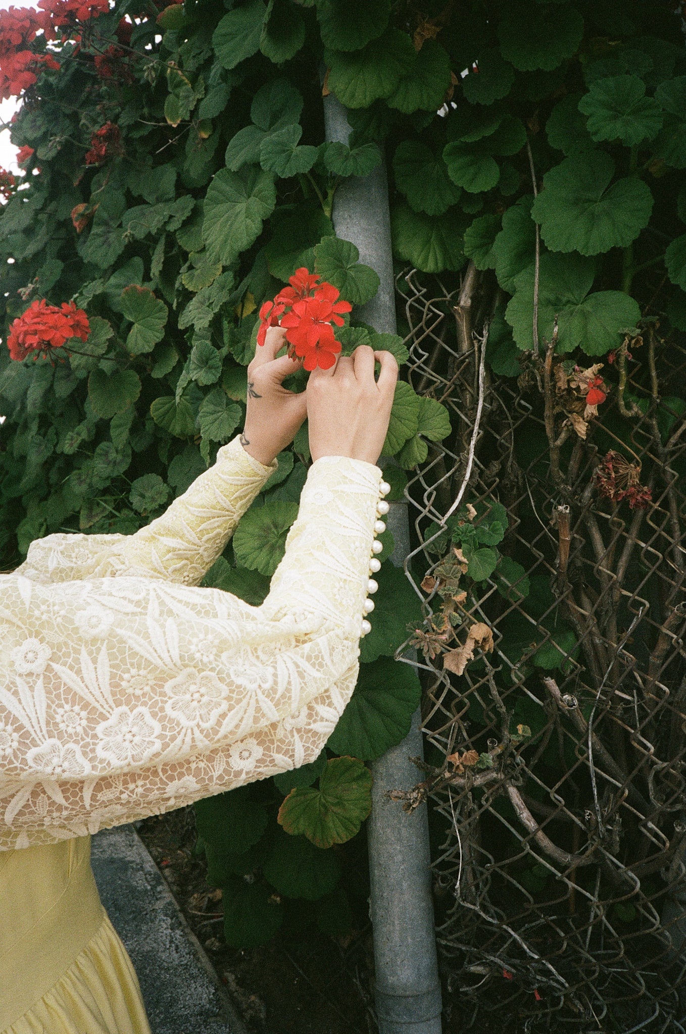Buttercup Lace Mini
